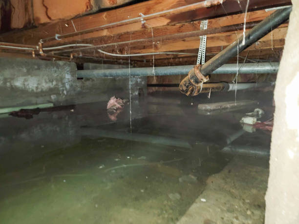 Best Local water damage restoration  in Weidman, MI