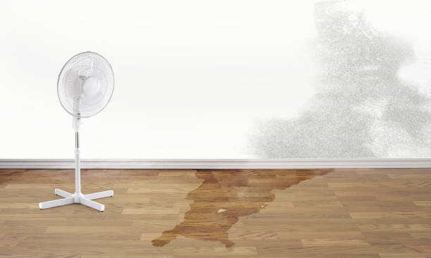 Best Carpet water damage restoration  in Weidman, MI